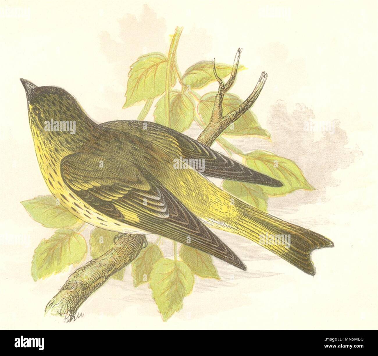 Vögel. Singvögel. Siskin (Anne Pratt, Spck) 1857 alte antike Bild drucken Stockfoto