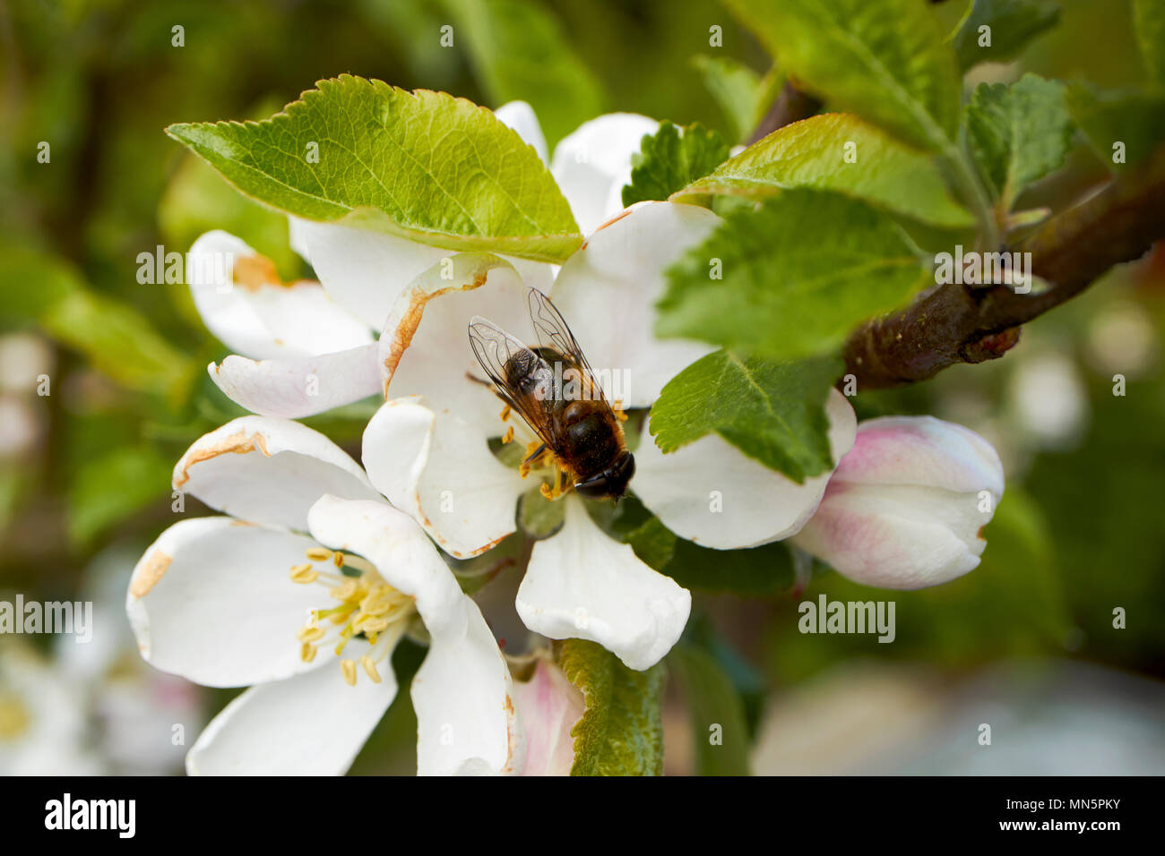 Apple hoverfly Bestäubung von Blüten auf einem inländischen Apfelbaum im Frühjahr in einem Garten Nordirland UK Stockfoto