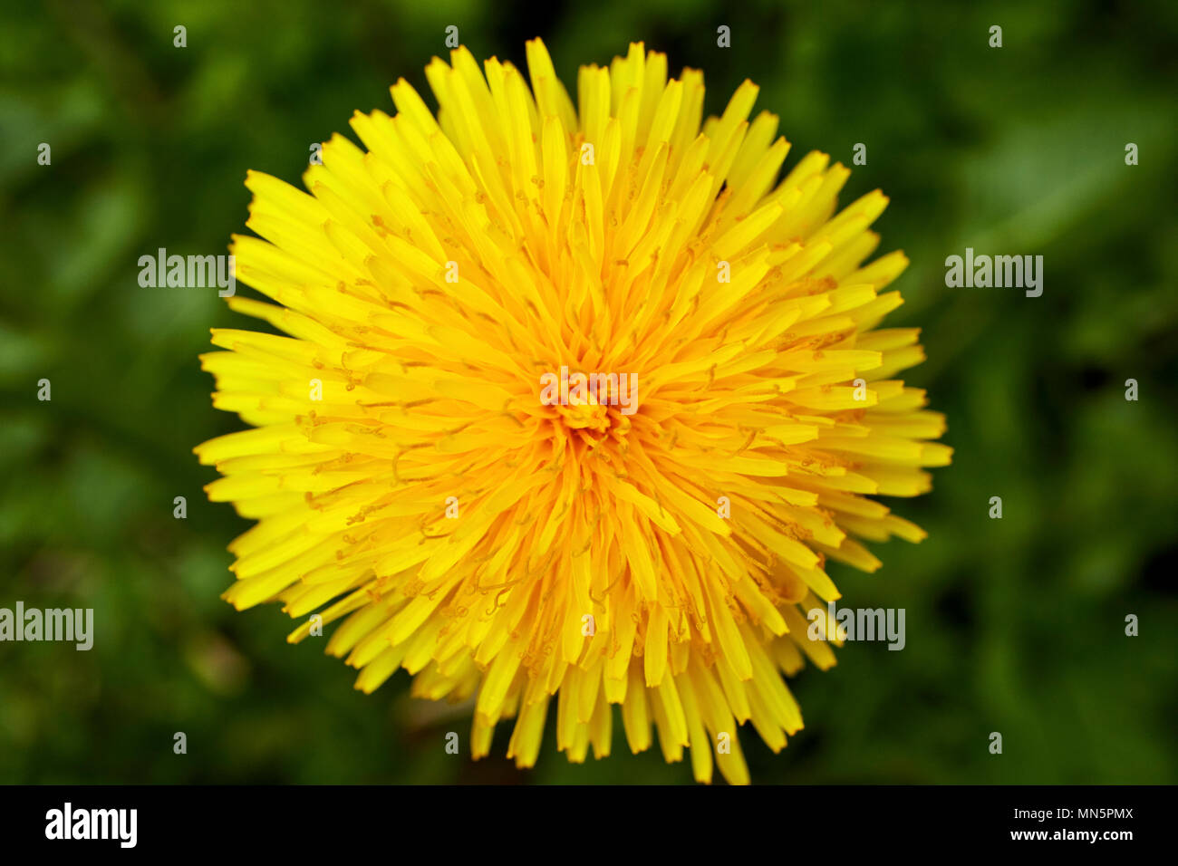 Gelb blühende unkräuter Fotos und Bildmaterial in hoher Auflösung Alamy