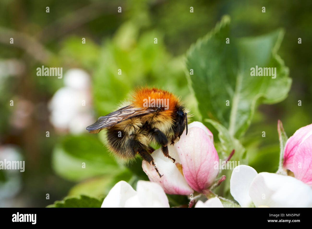 Hummel bestäubt Apple Blüten auf einem inländischen Apfelbaum im Frühjahr in einem Garten UK Stockfoto