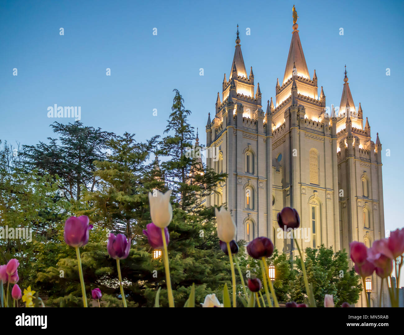 Frühling Tulpen außerhalb der Salt-Lake-Tempel in den frühen Abend. Die Kirche Jesu Christi der Heiligen der Letzten Tage, der Temple Square, Salt Lake City, Utah, USA. Stockfoto