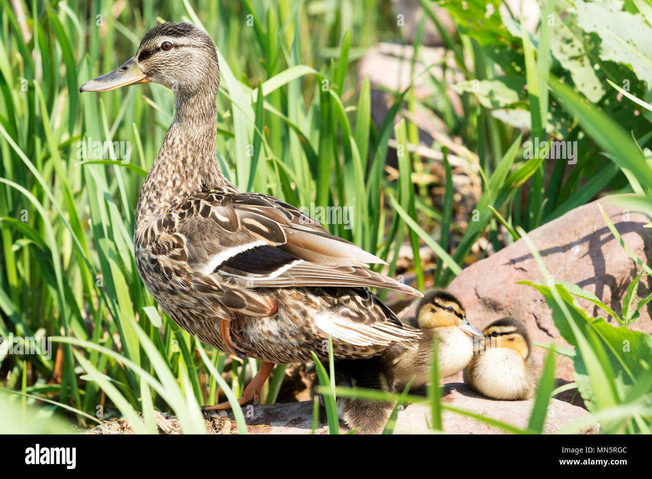 Wilde Enten am Plattensee, Ungarn Stockfoto