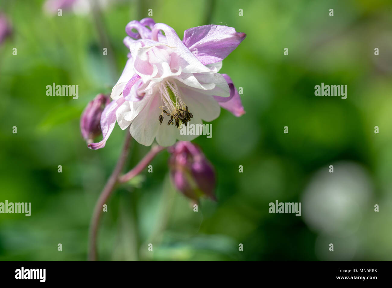 Purple Aquilegia Blume auf natürlichen Hintergrund, in der Nähe Stockfoto