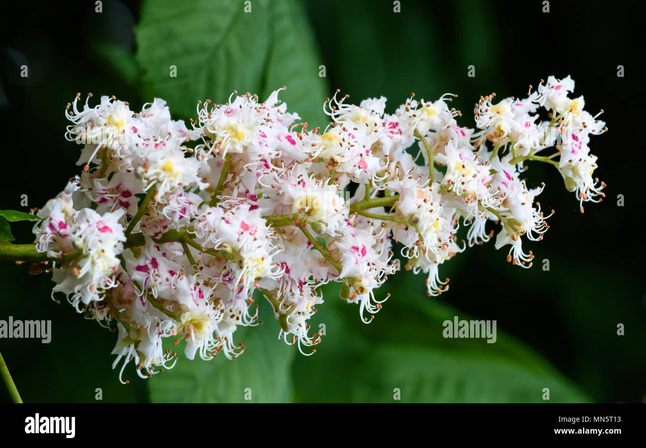 Rosskastanie Blüte Stockfoto