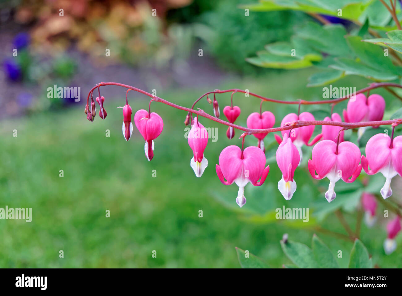 Nahaufnahme des blutenden Herzen oder Asiatischen blutende Herz Blumen blühen im Frühling, Vancouver, BC, Kanada Stockfoto