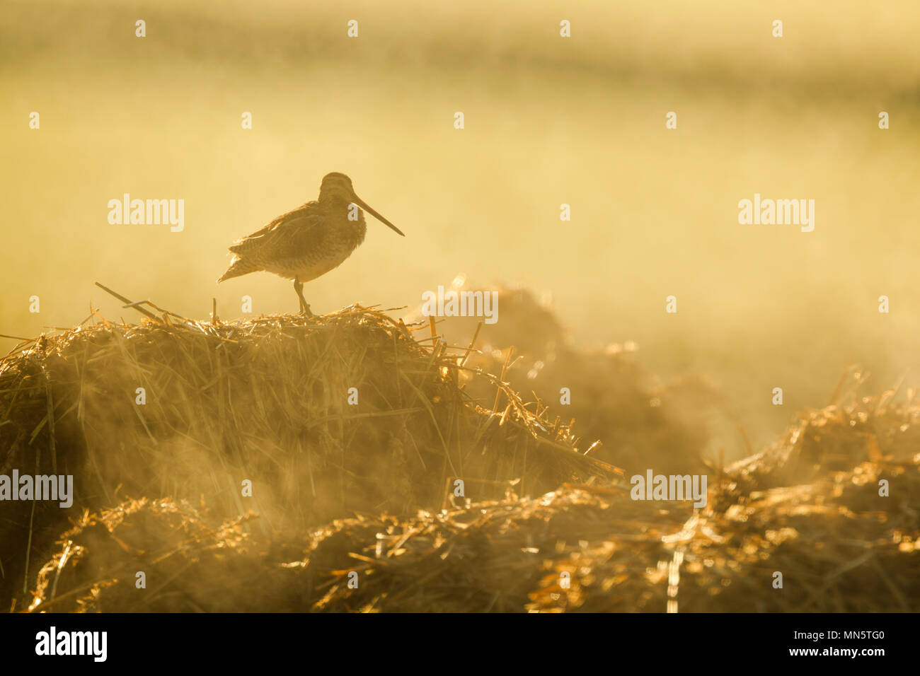 Bekassine, lateinischer Name Gallinago gallinago, stehend auf einem Dampfenden mist Haufen im frühen Morgenlicht. Stockfoto