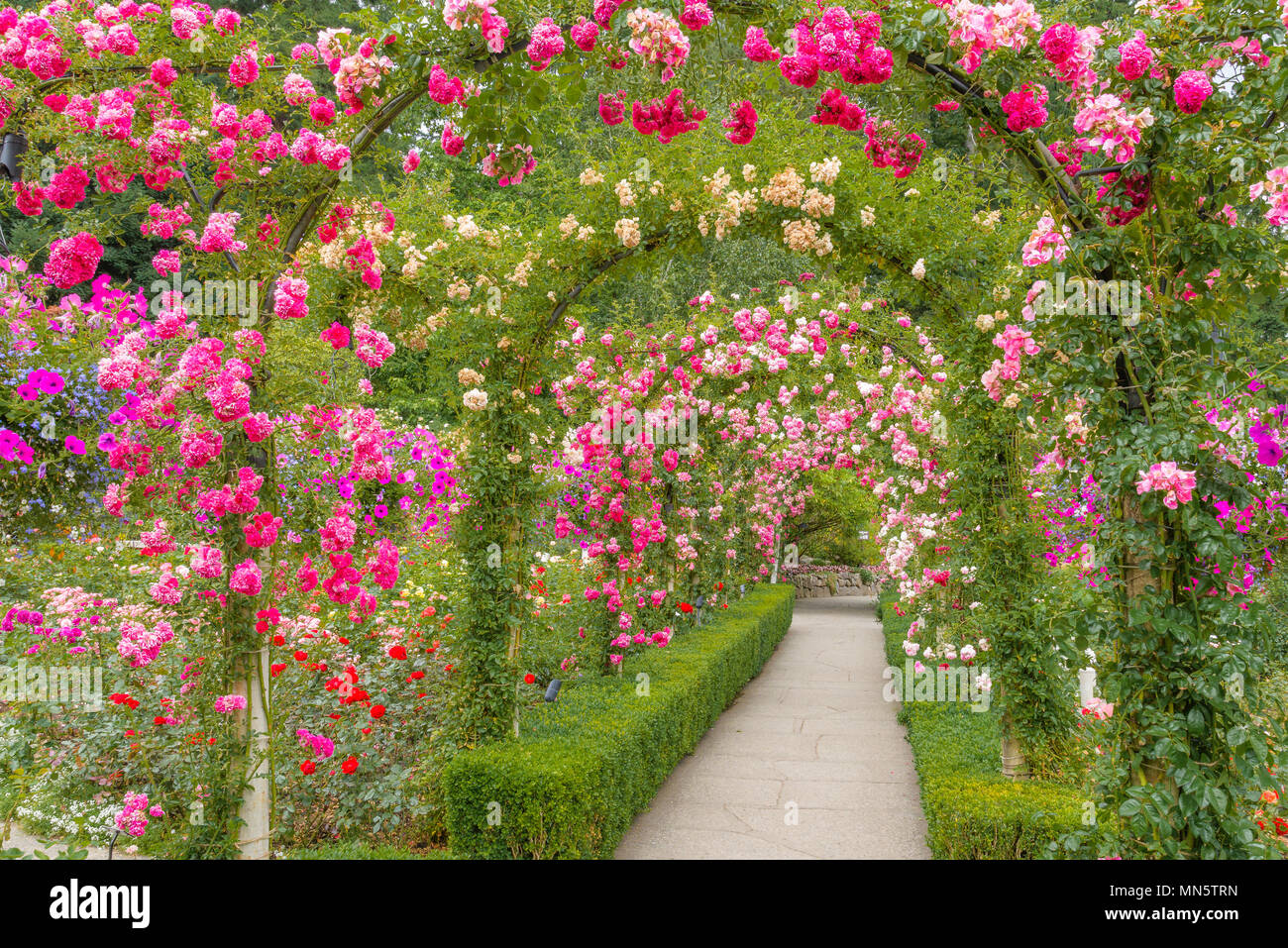 Der Rose Garden, Butchart Gardens, Brentwood Bay, in der Nähe von Victoria, Vancouver Island, British Columbia, Kanada Stockfoto
