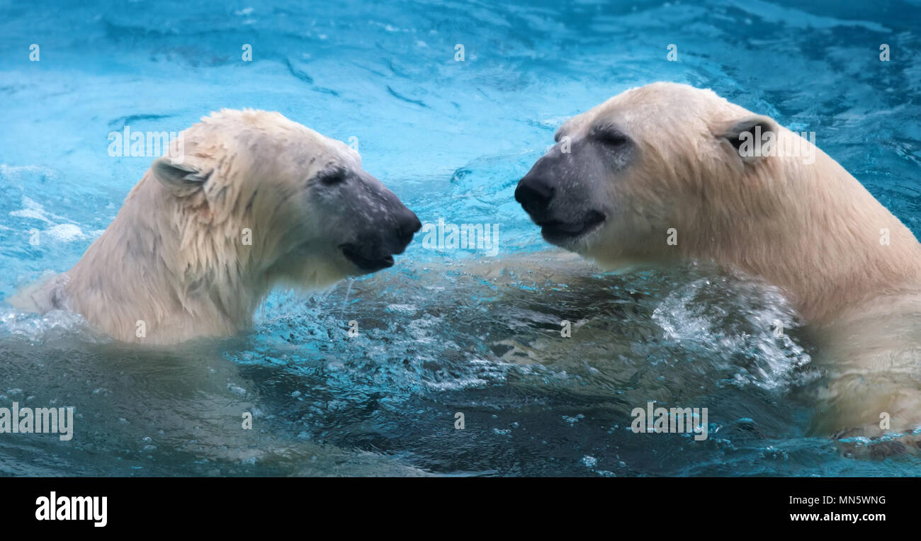 Zwei Eisbären Spielen im Wasser. Diese marine Bär ist ausgezeichneter Schwimmer (Hunderte von Meilen ohne Rest) und Tauchgänge in kaltes Wasser von 0 Grad Stockfoto