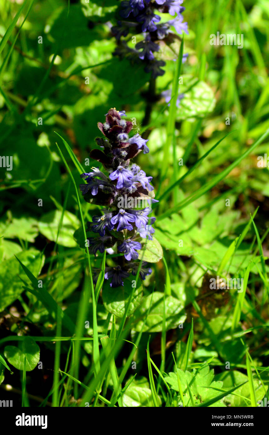 Bugle Anlage unter Gräser auf alten Wald, Großbritannien Stockfoto
