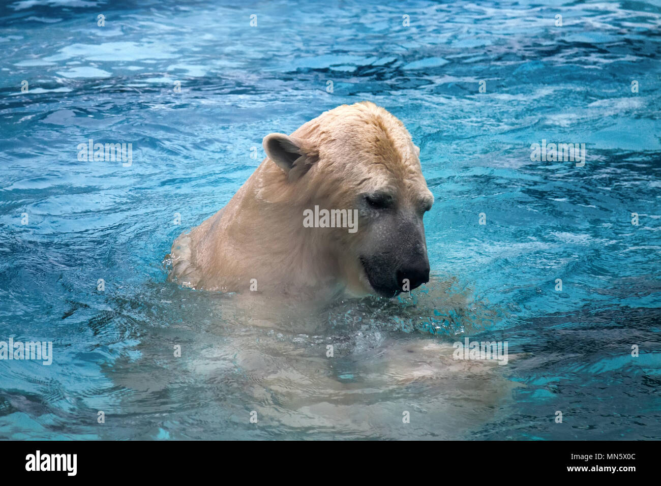 Zwei Eisbären Spielen im Wasser. Diese marine Bär ist ausgezeichneter Schwimmer (Hunderte von Meilen ohne Rest) und Tauchgänge in kaltes Wasser von 0 Grad Stockfoto