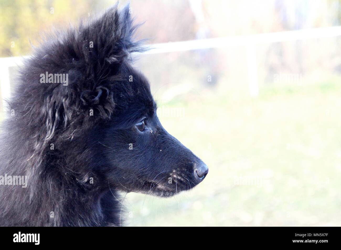 Porträts von Amüsanten und schöne Hunde. Stockfoto