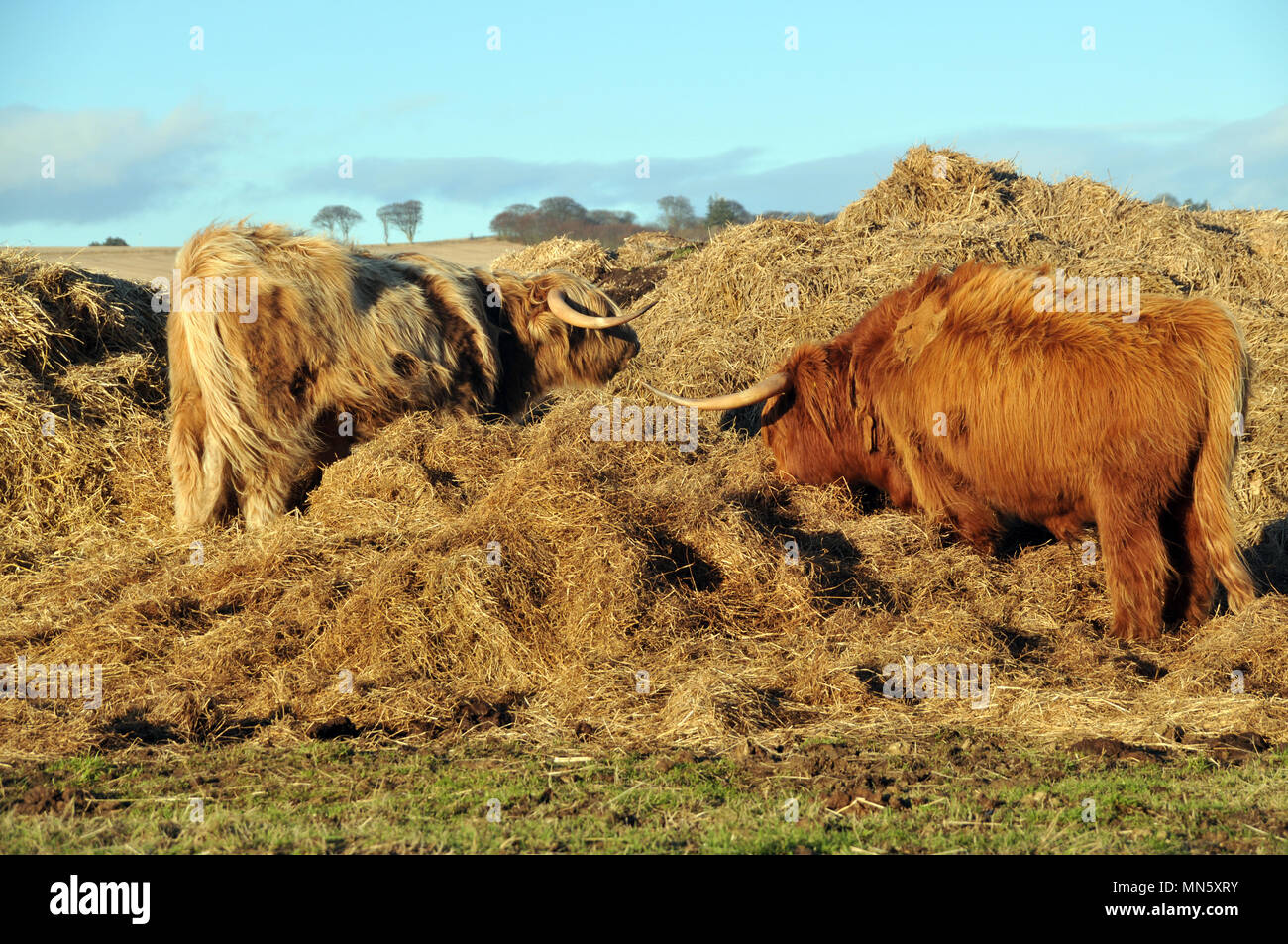 Highland Cattle Fütterung mit Heu in einem Feld Stockfoto