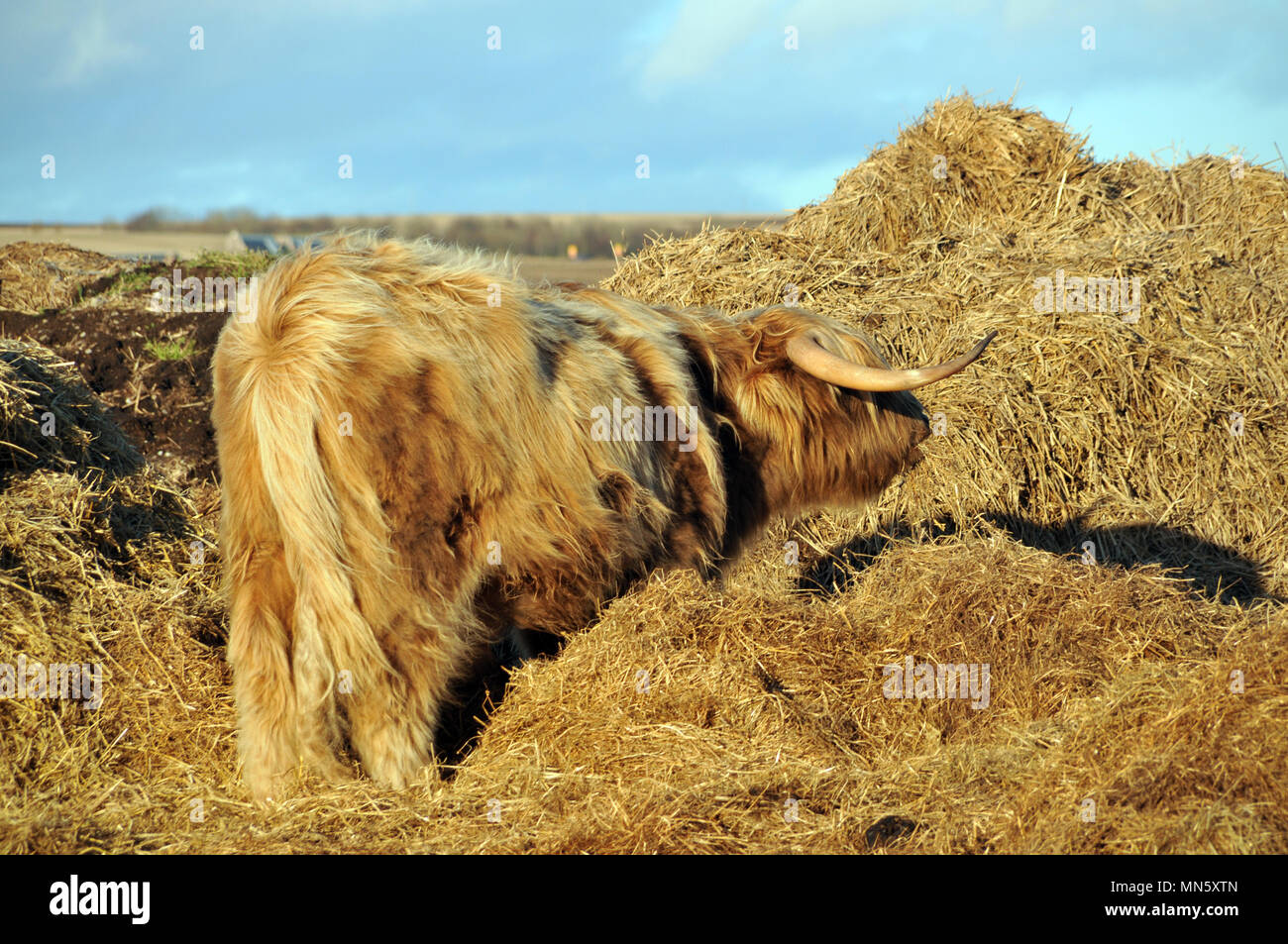 Highland Cattle Fütterung mit Heu in einem Feld Stockfoto