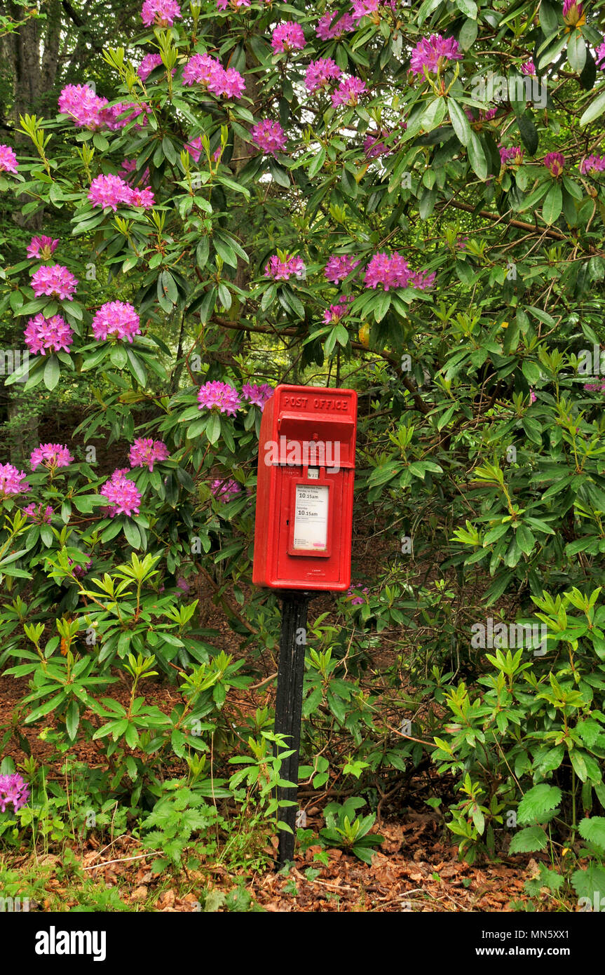 Ländliche roten Briefkasten in den Highlands von Schottland Stockfoto