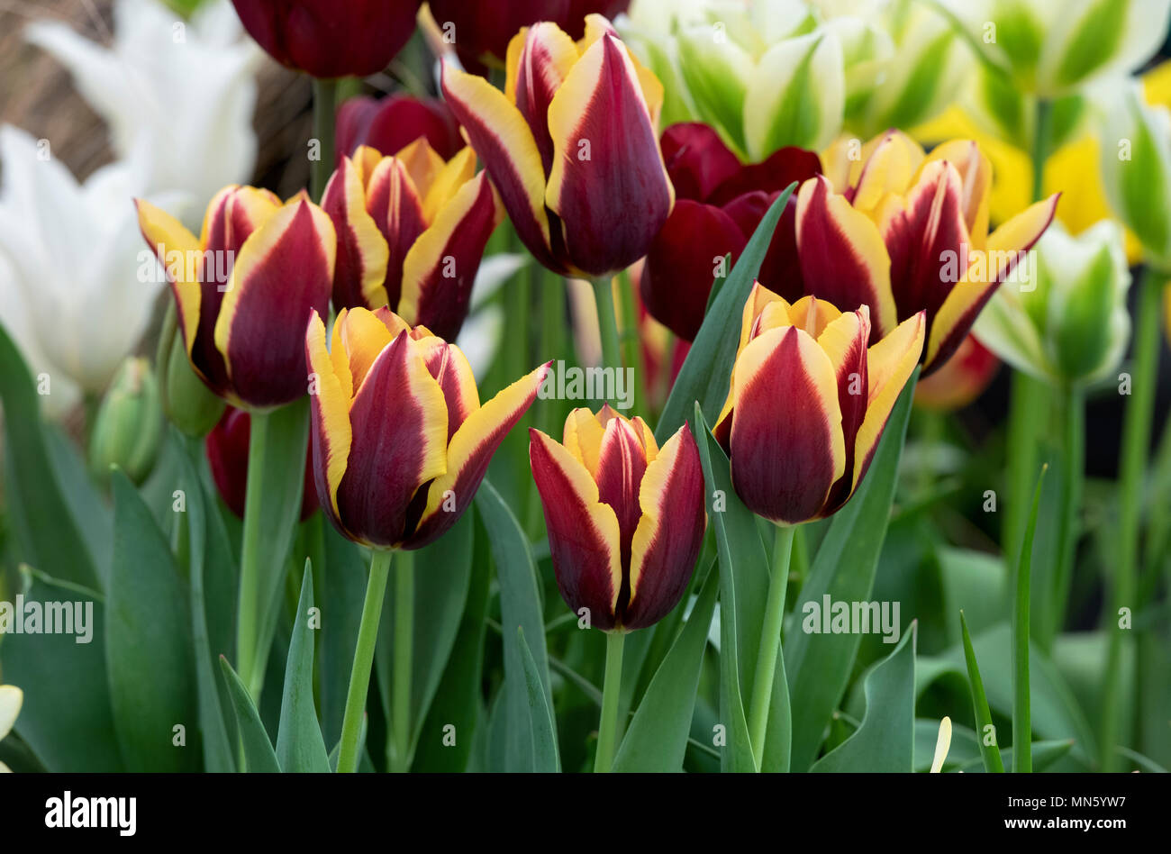 Tulipa Gavota Triumph''. Tulpe Gavota 'Blume' angezeigt. Großbritannien Stockfoto