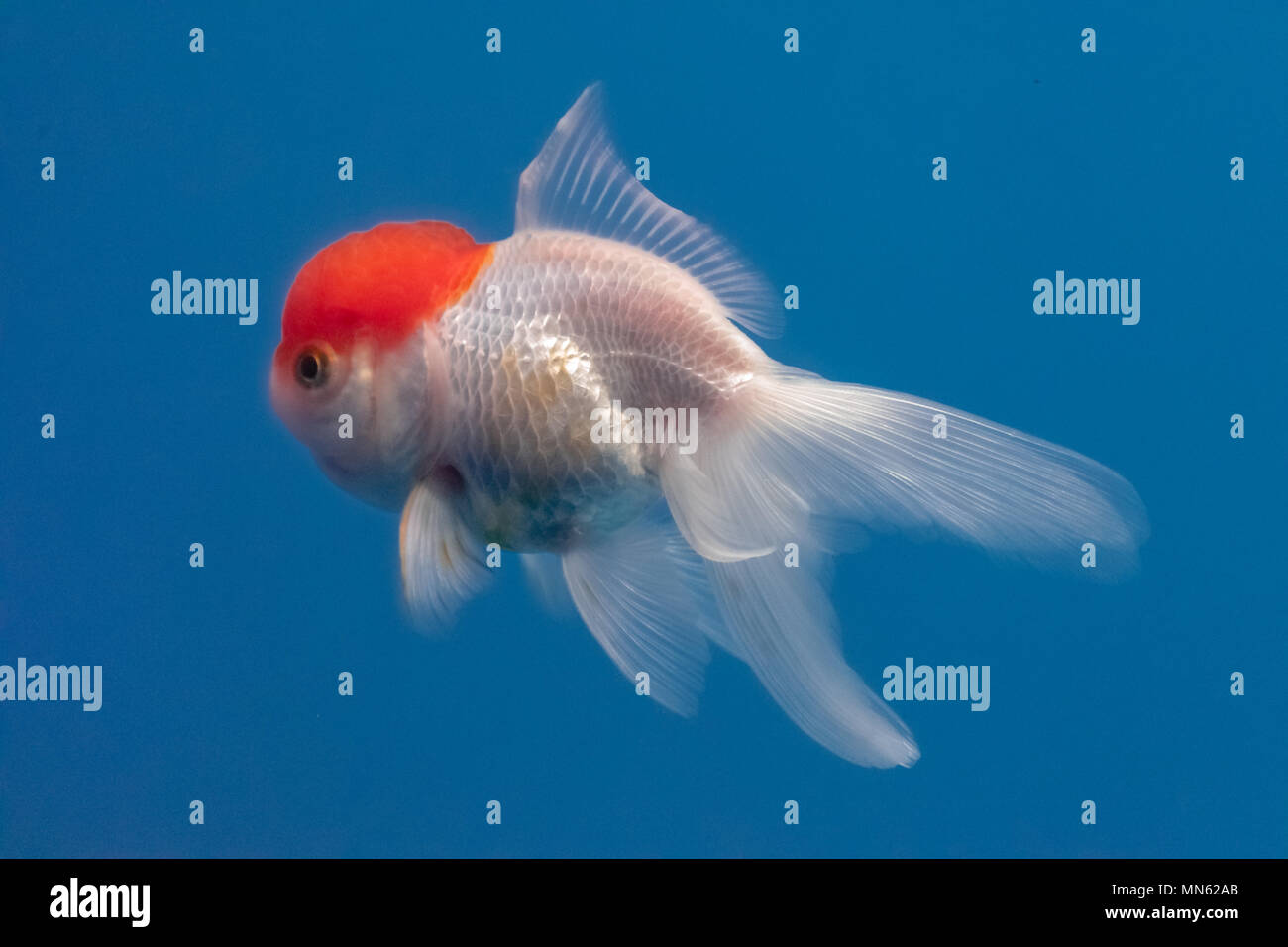 Red cao oranda Goldfisch mit blauen Wasser Hintergrund Stockfoto