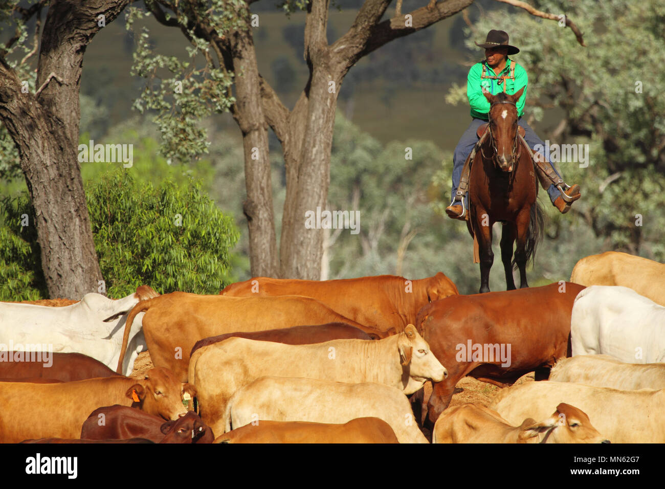 Aboriginal Mann reiten und Musterung Rinder auf dem Bauernhof. Stockfoto