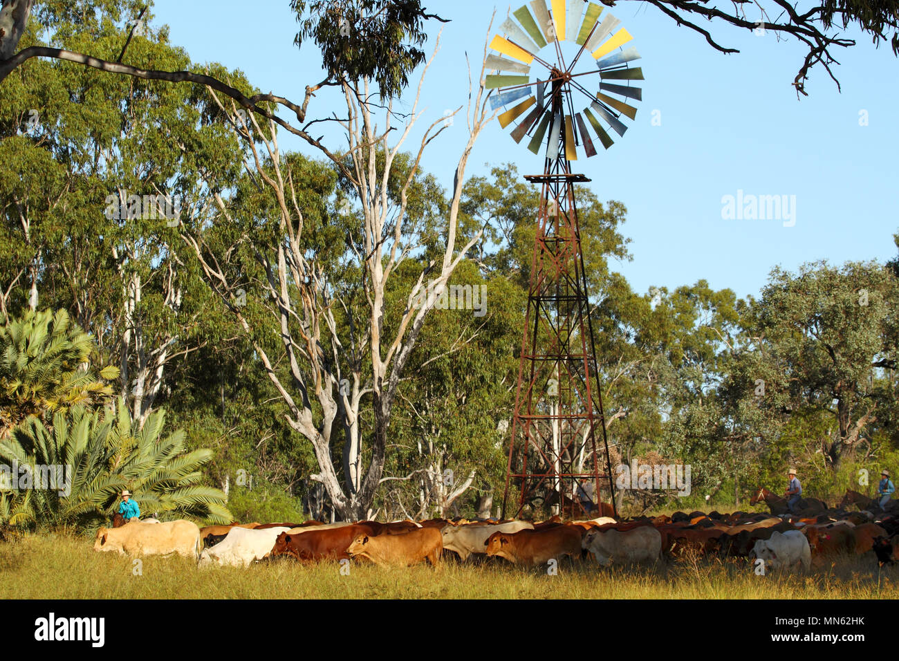 Stockmen Musterung Vieh Vergangenheit eine Windmühle und Gumtrees. Stockfoto