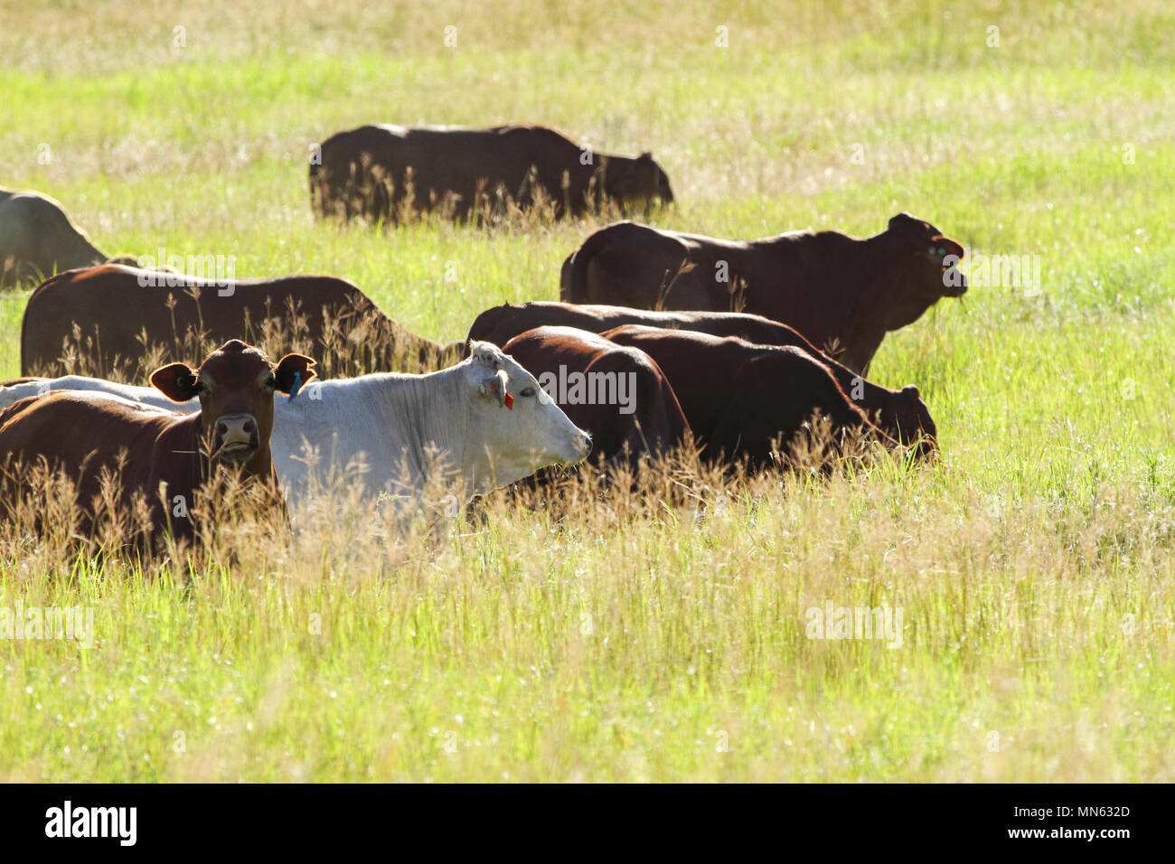 Rinder grasen in sehr großen üppigen Gras. Stockfoto