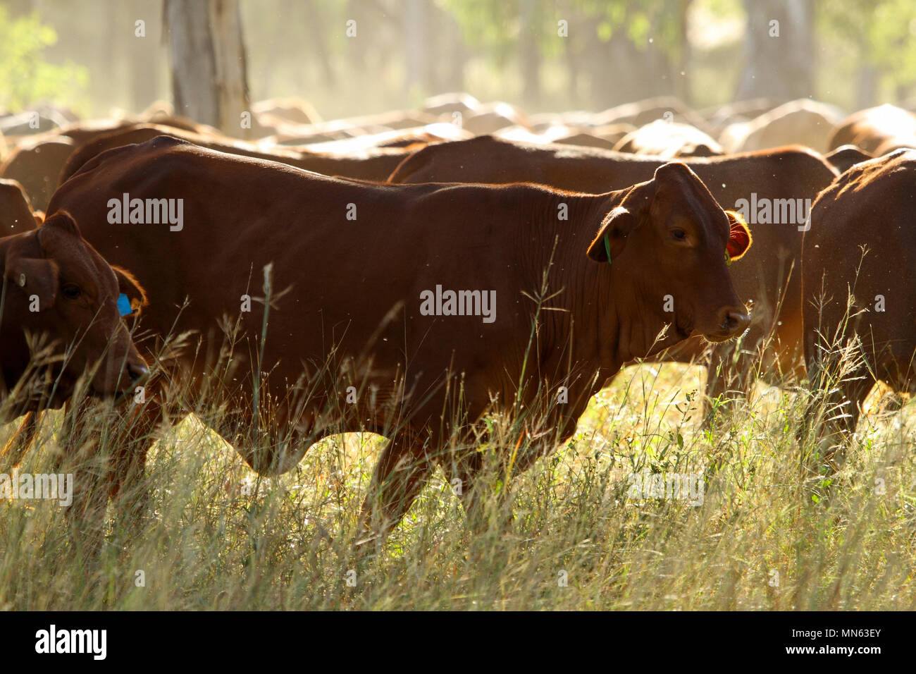 Vieh zu Fuß durch hohes Gras. Stockfoto