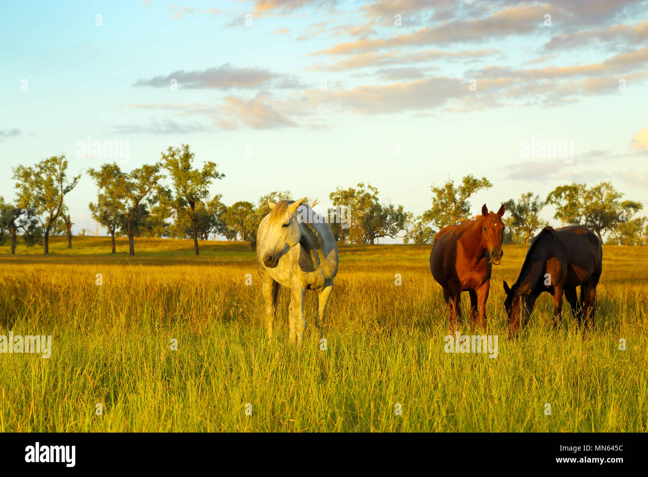 Bauernhof Pferde grasen üppigen Weide am späten Nachmittag Licht. Stockfoto