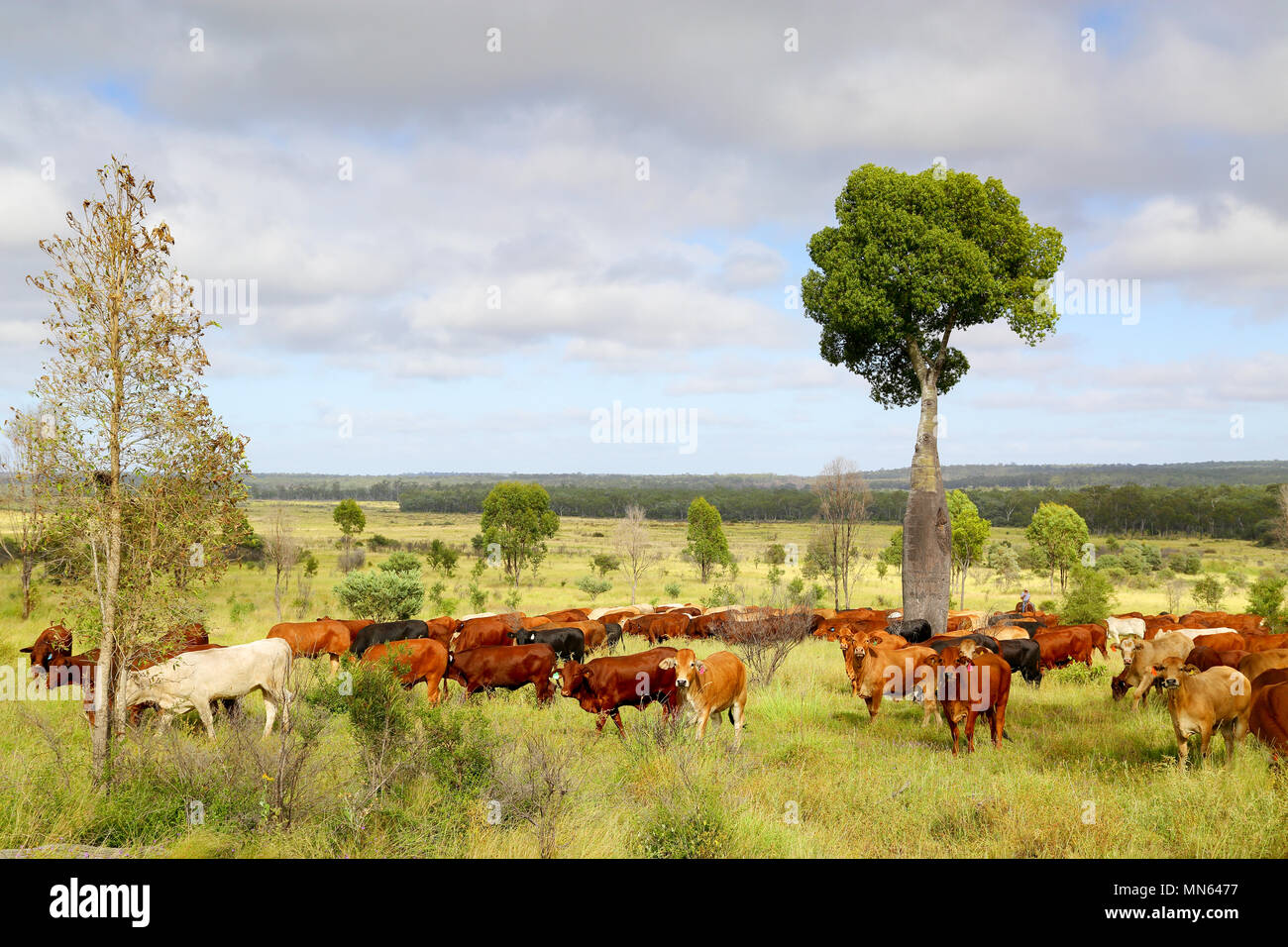Ein Mob von Vieh weiden in der Nähe einer Flasche Baum. Stockfoto