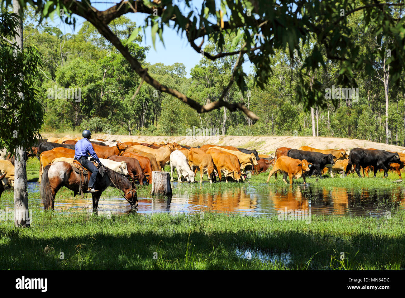 Ein cowgirl auf dem Pferderücken wacht über eine gemischte Mob von Vieh trinken auf dem Bauernhof dam. Stockfoto
