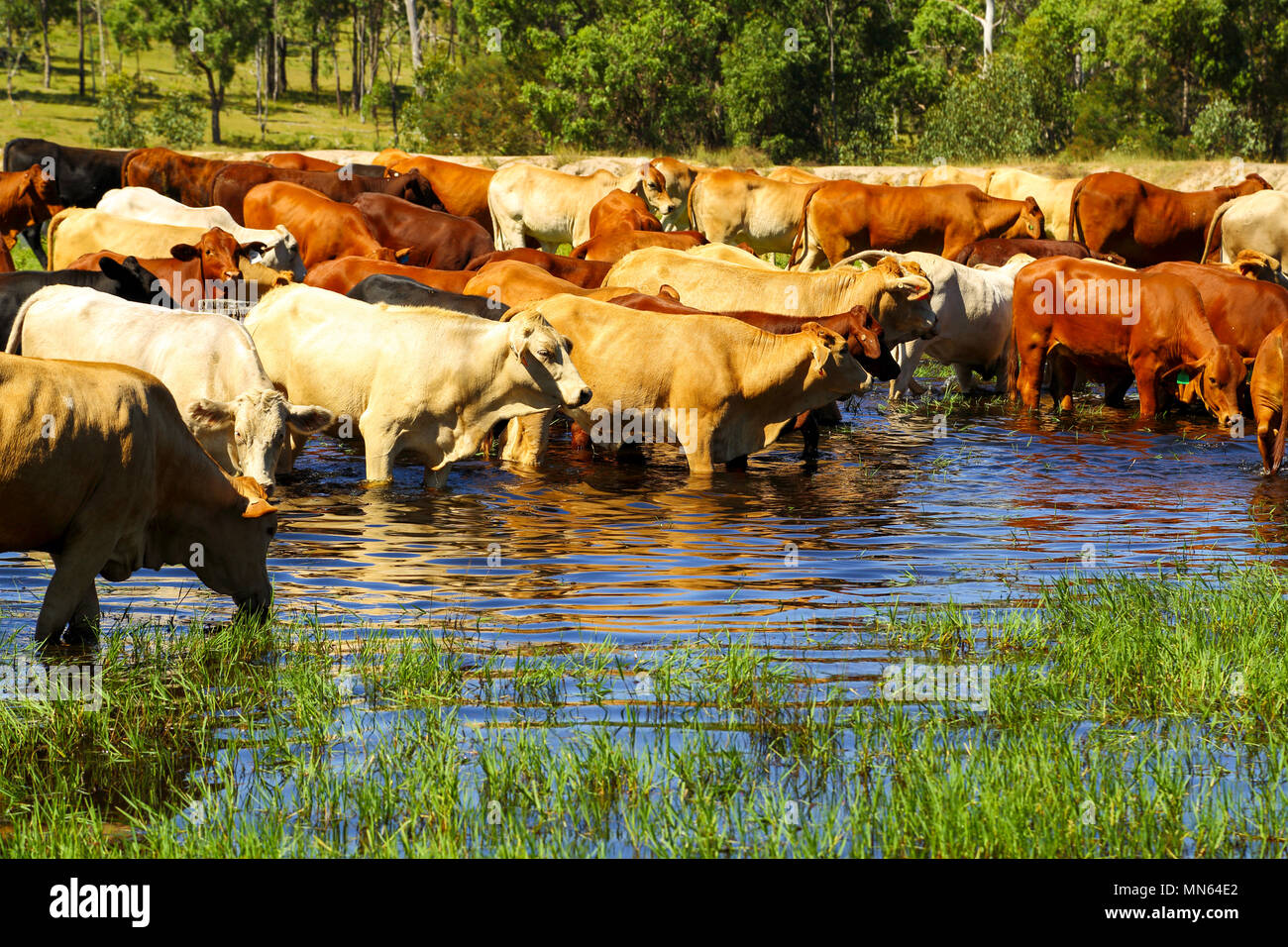 Eine gemischte Mob von Vieh trinken auf dem Bauernhof dam. Stockfoto