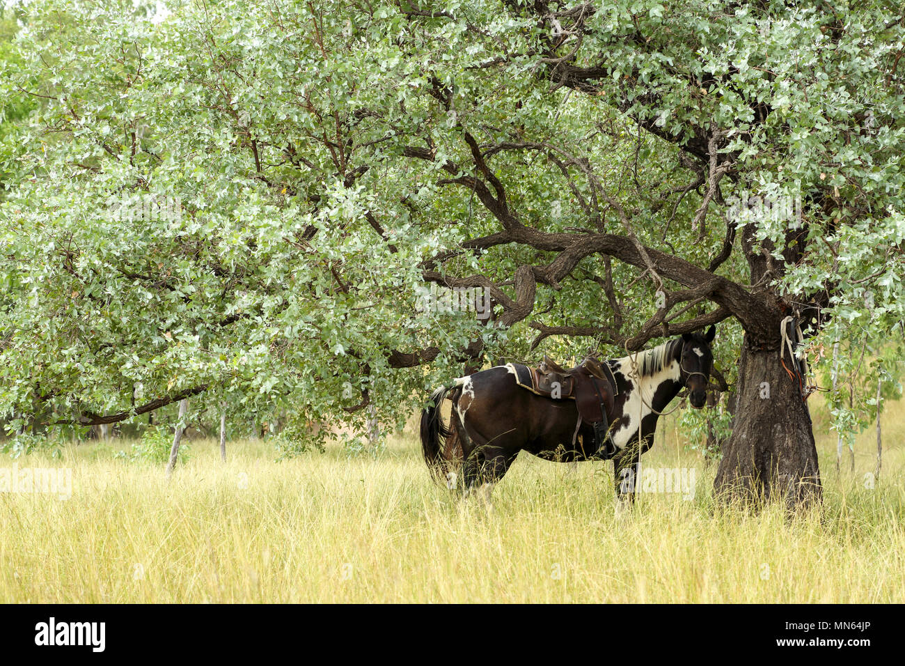 Pferd gebunden und Rast unter einem Baum. Stockfoto