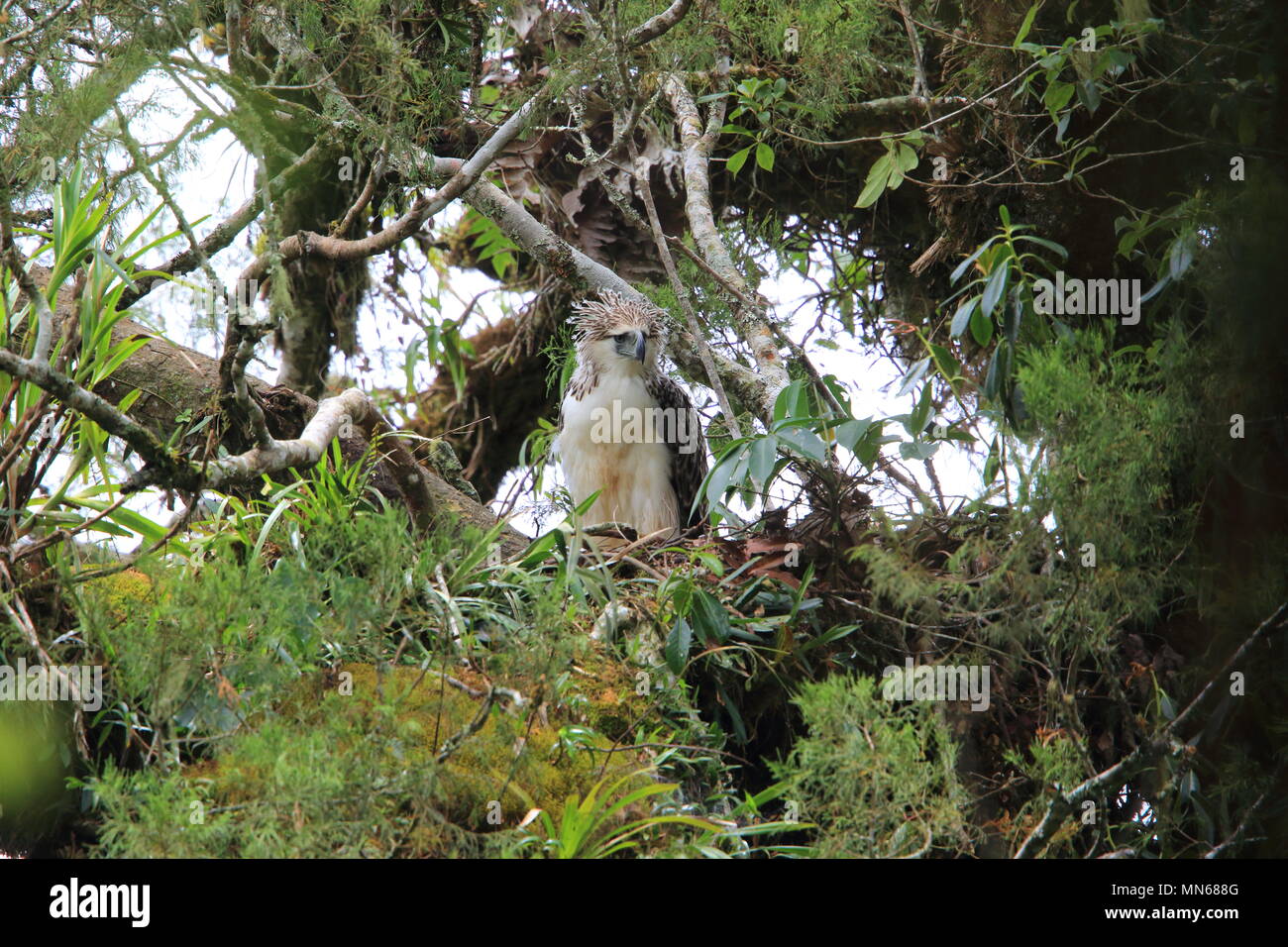 Große Philippine Eagle (Pithecophaga jefferyi) nisten in Mindanao, Philippinen Stockfoto