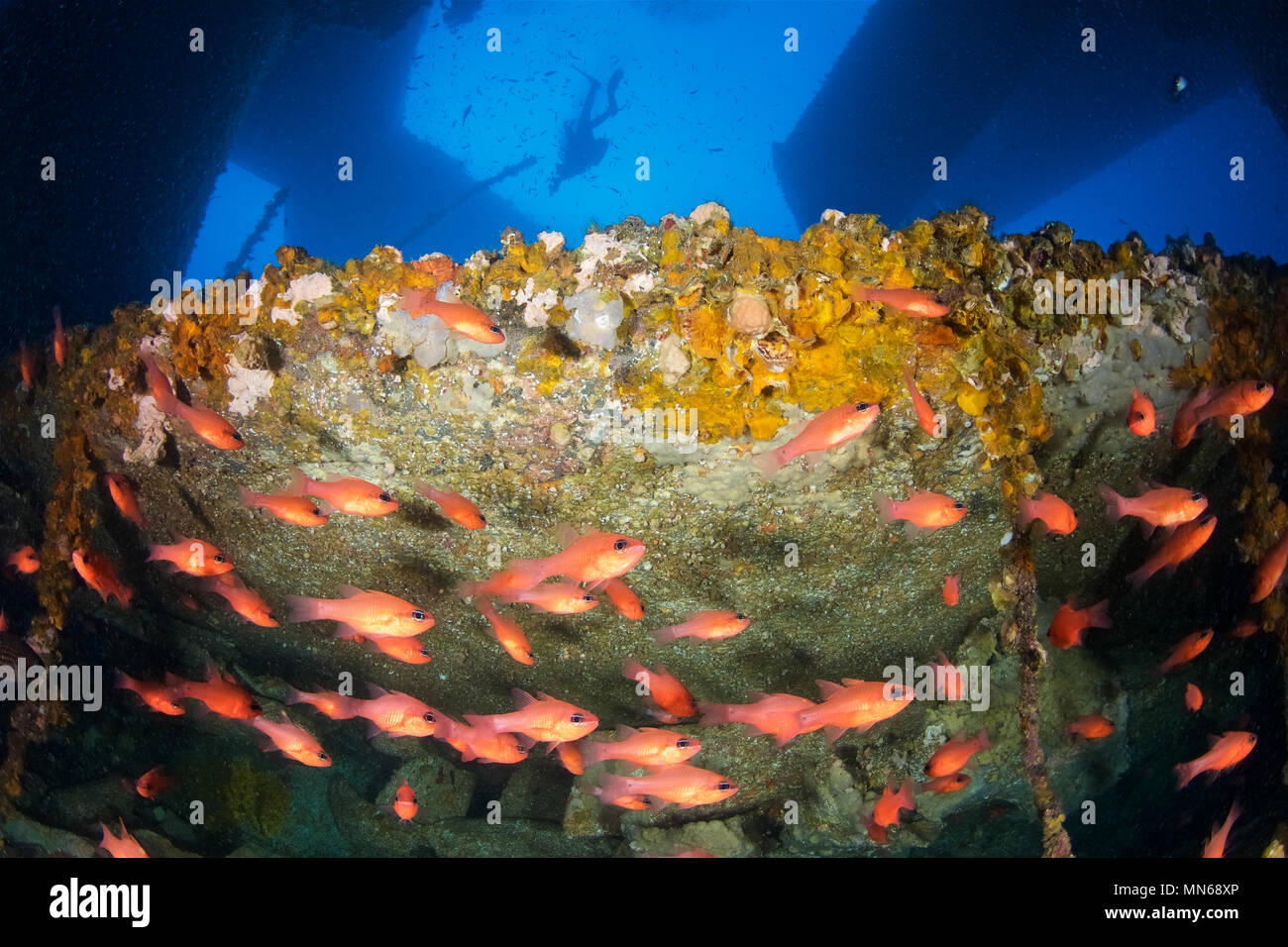 Ein Schwarm von cardinalfish (Apogon imberbis) und ein Unterwasser Fotograf im La Plataforma Wrack Tauchplatz in Formentera (Balearen, Spanien) Stockfoto