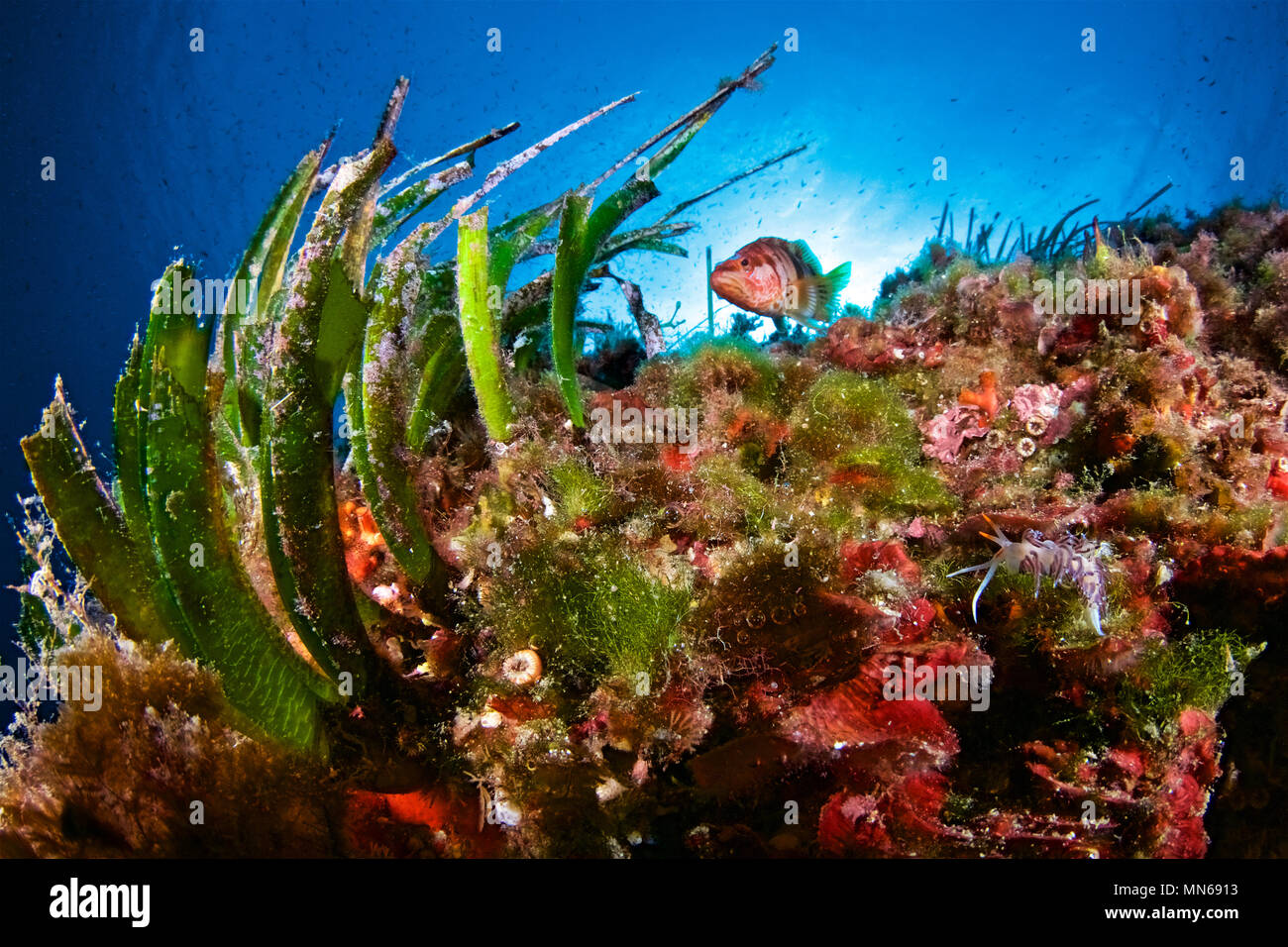 Unterwasser Szene mit Meereslebewesen zu Neptun Seegras verbunden (Posidonia oceanica) wiesen in Formentera (Balearen, Spanien) Stockfoto