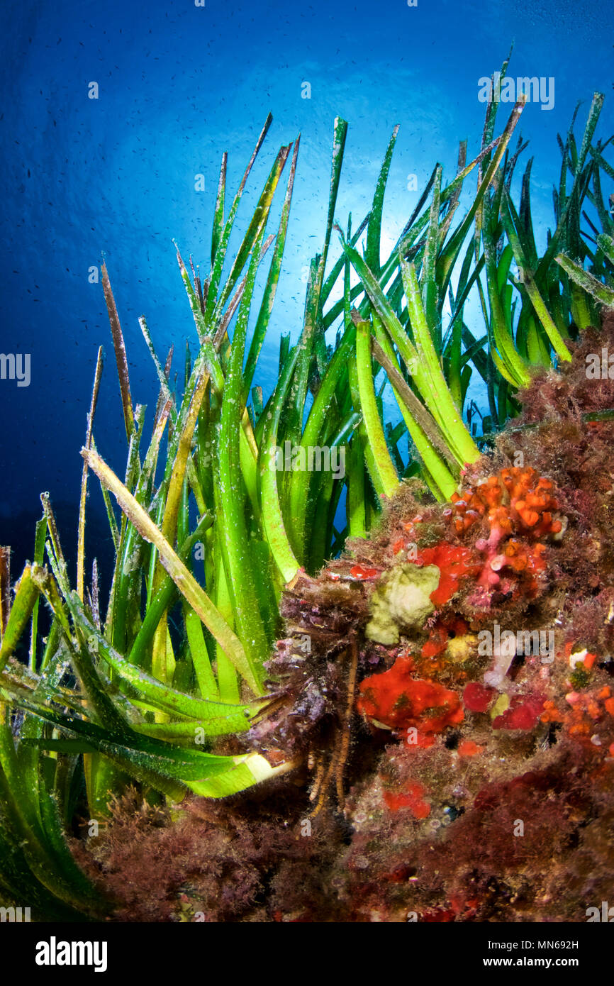 Unterwasser Szene, eine Neptun Seegras (Posidonia oceanica) Wiese gegen die Sonne in Ses Salines Naturpark (Formentera, Balearen, Spanien) Stockfoto