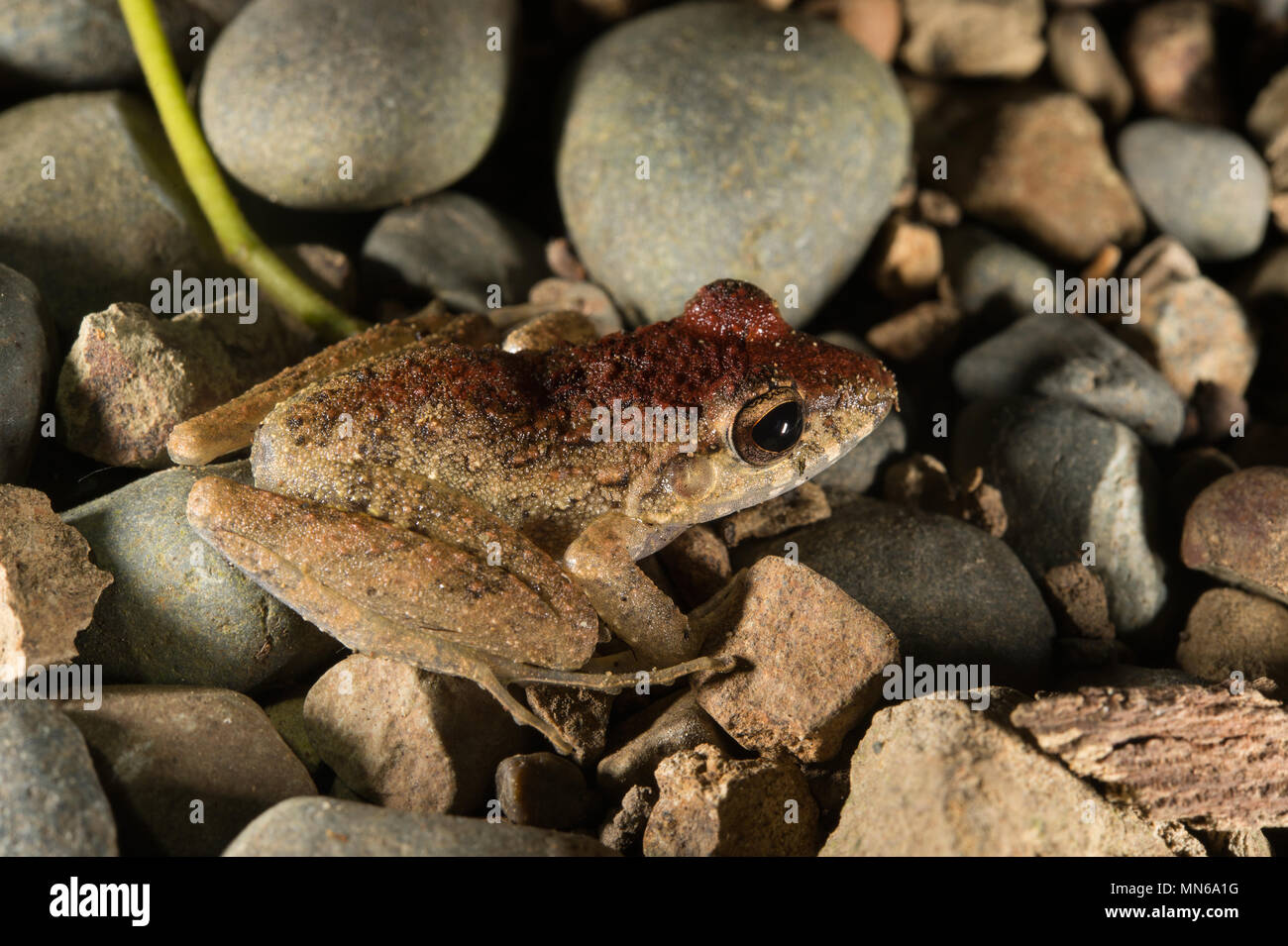 Slim-fingered Regen Frosch, Craugastor crassidigitus, Craugastoridae