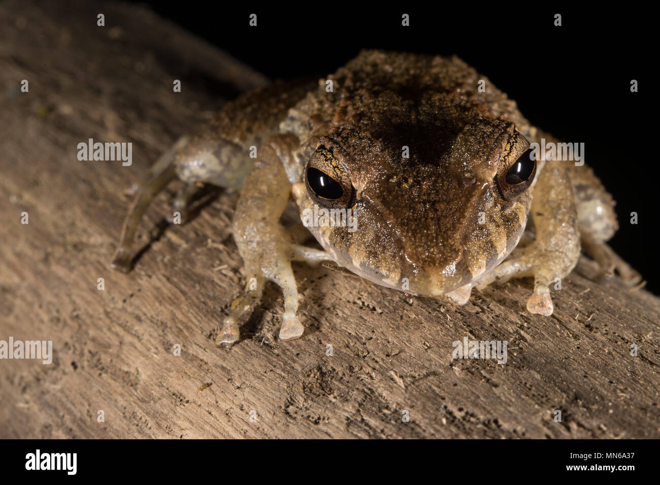 Slim-fingered Regen Frosch, Craugastor crassidigitus, Craugastoridae