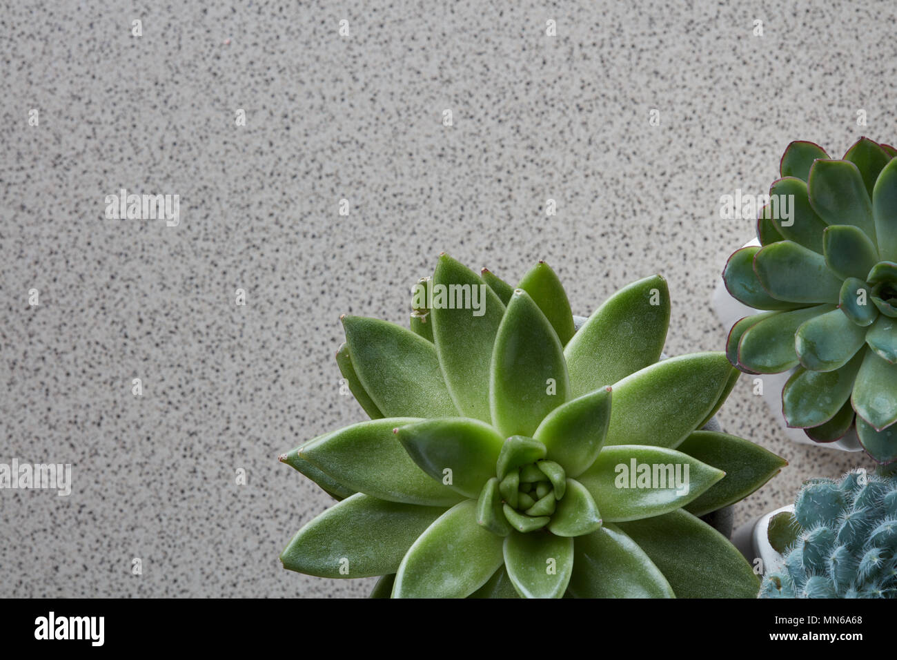 Blick von oben auf die verschiedenen Arten von Echeveria Pflanzen auf einem grauen Stein Hintergrund Stockfoto