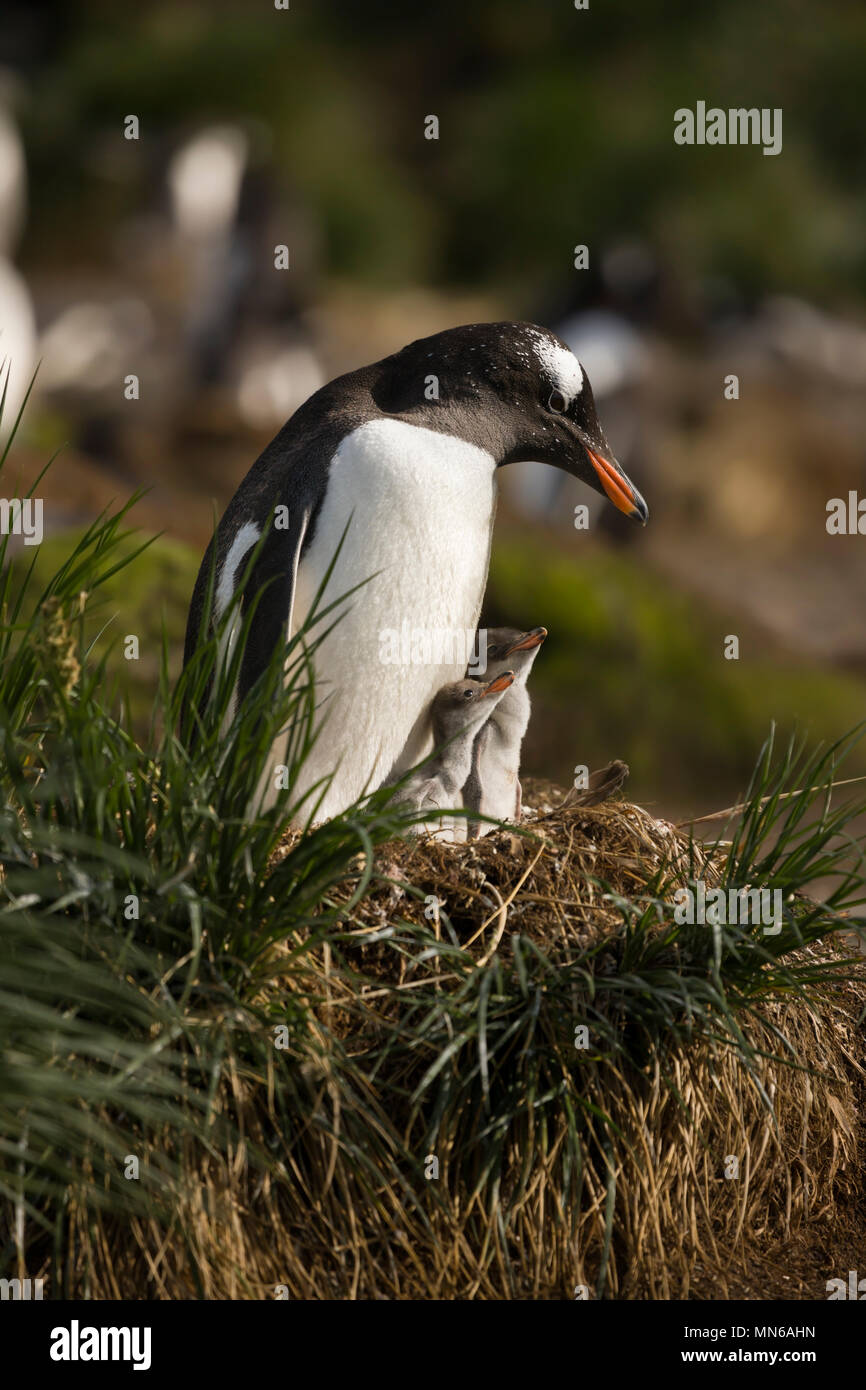 - Bis Mutter, frisch geschlüpfte Babys Gentoo Penguins, Pygoscelis papua, in Nest zusammen, tagsüber in der Nähe Gold Harbour South Georgia Island Sub Antarktischen Stockfoto