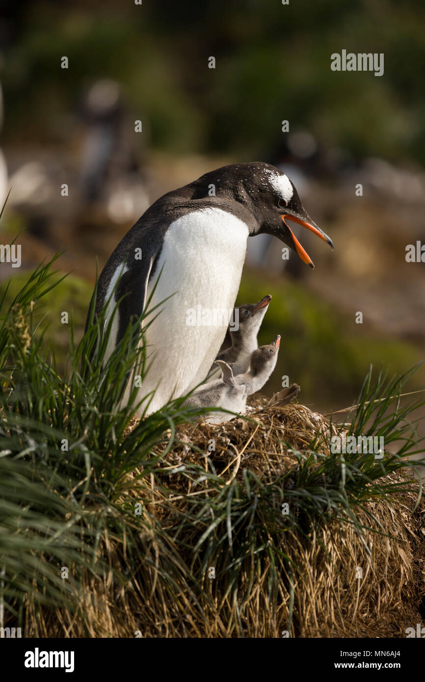 - Bis Mutter, frisch geschlüpfte Babys Gentoo Penguins, Pygoscelis papua, in Nest zusammen, tagsüber in der Nähe Gold Harbour South Georgia Island Sub Antarktischen Stockfoto