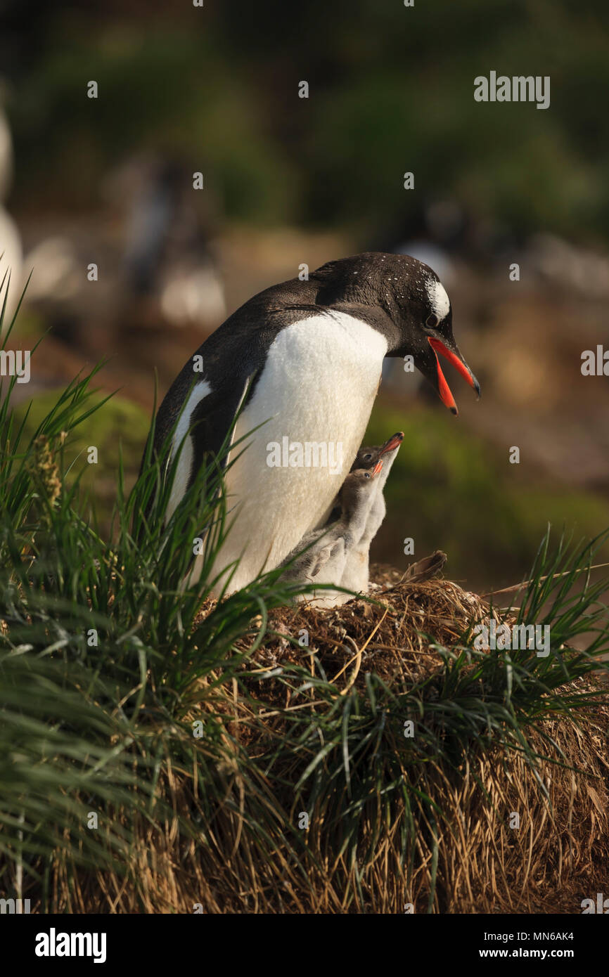 - Bis Mutter, frisch geschlüpfte Babys Gentoo Penguins, Pygoscelis papua, in Nest zusammen, tagsüber in der Nähe Gold Harbour South Georgia Island Sub Antarktischen Stockfoto