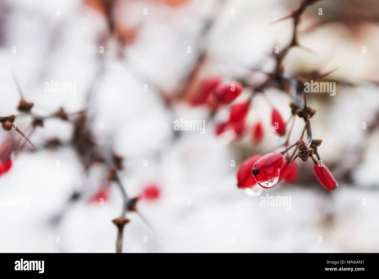 Rote berberitze an kalten verschneiten Tag mit Drop nach dem Schmelzen Schnee | gefrorene | Stockfoto