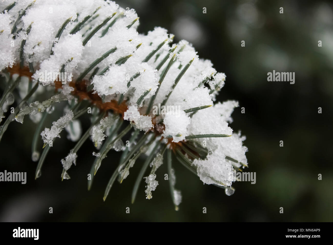 Weißer Schnee Holding auf einem Zweig der grünen Tanne mit langen blauen Nadeln | Winter | gefroren Stockfoto