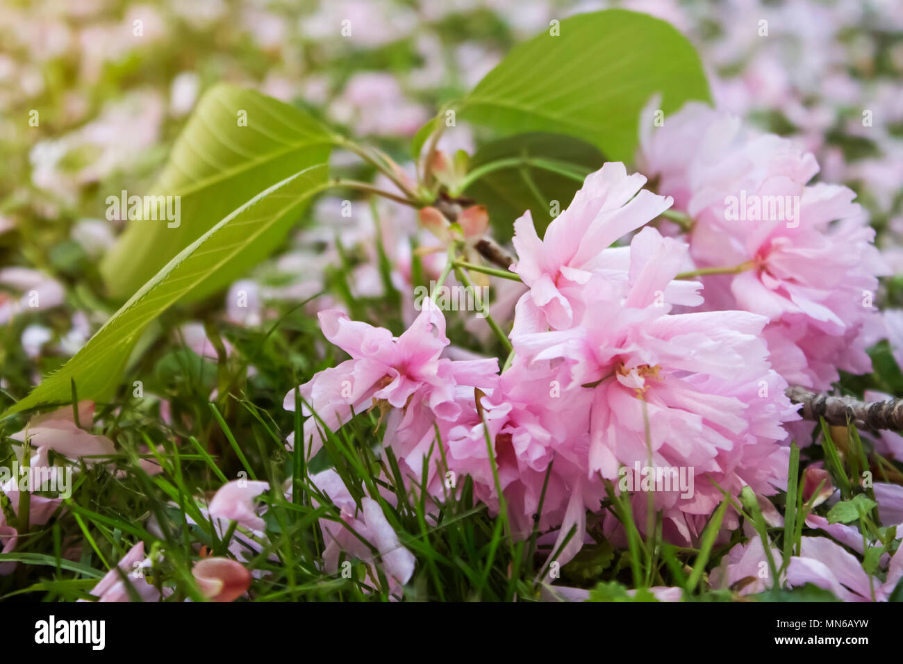 Twik rosa Japanische Kirsche Blume auf dem Boden mit Blüten bedeckt Stockfoto