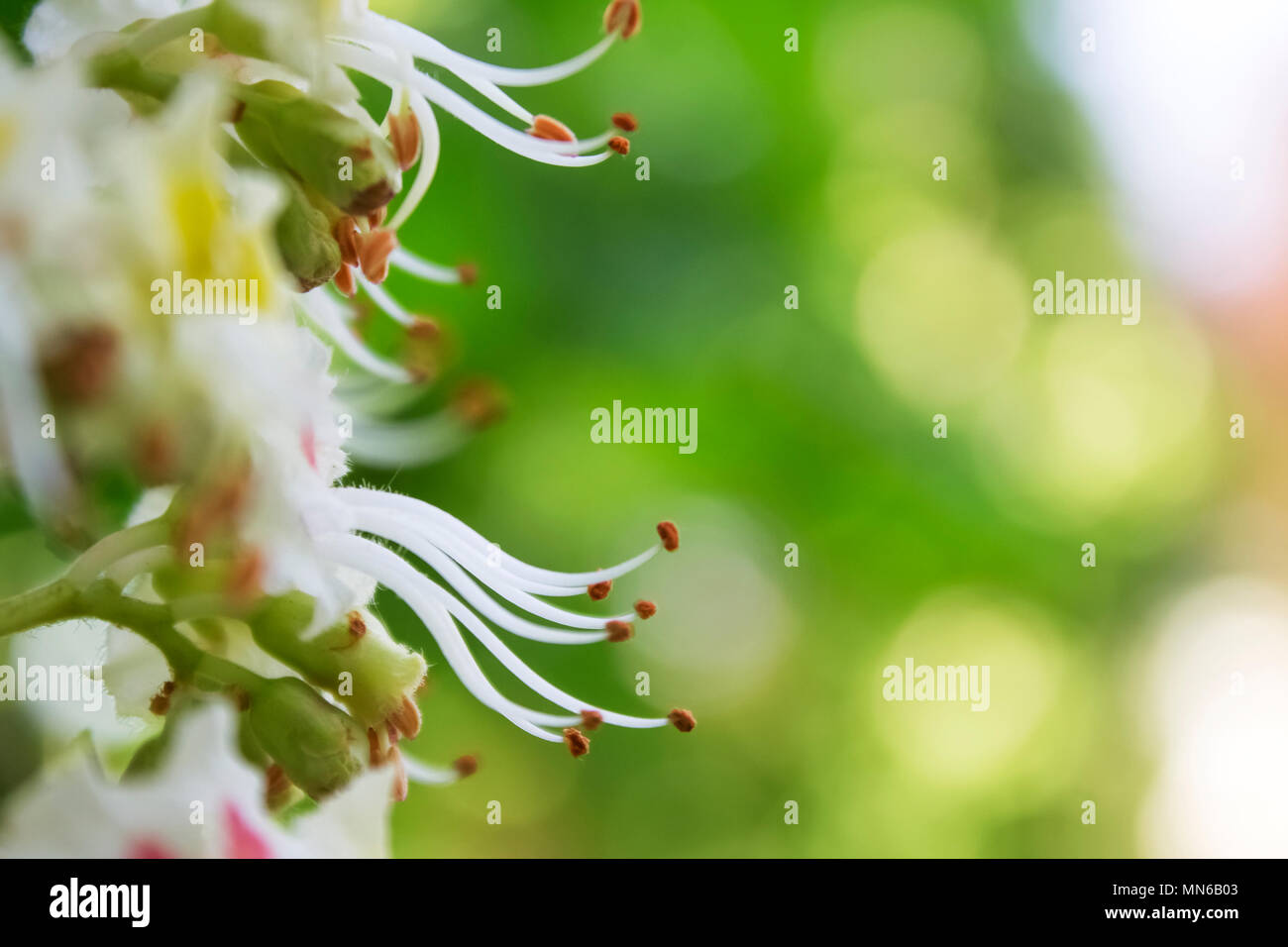 Nahaufnahme des weißen Rosskastanie Blüte mit vielen Staubgefäße und Antheren | Park Stockfoto