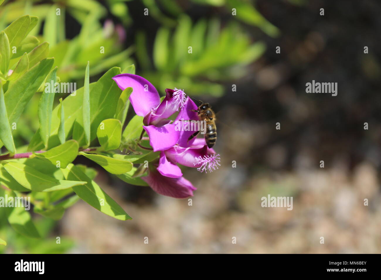 Bienen fliegen in Richtung Lila Blume Stockfoto