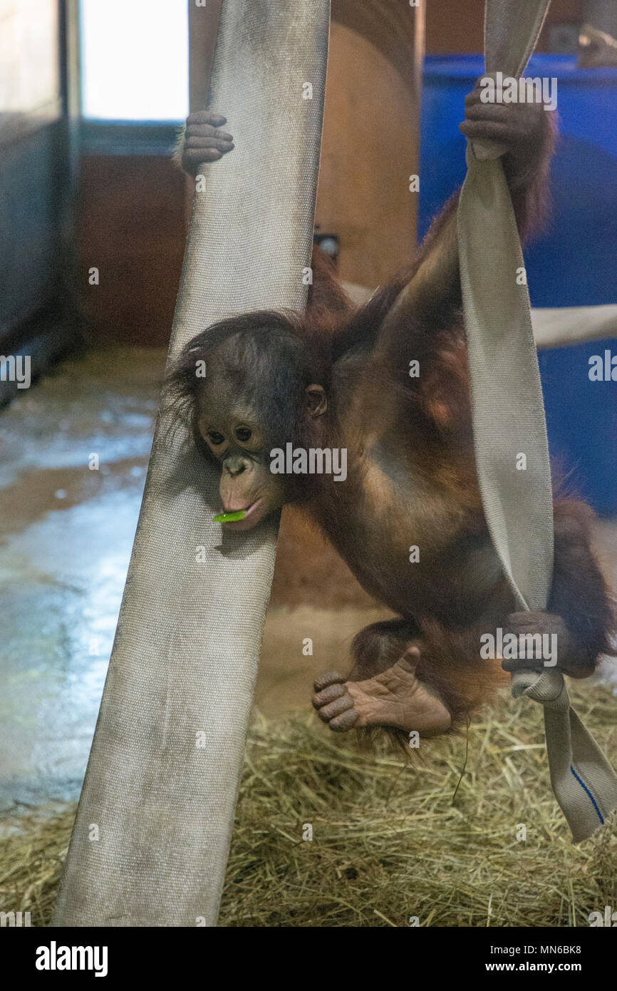 Orang-utan Redd bei 20 Monaten. "Redd ist der erste Bornesischen Orang-utan im Smithsonian National Zoo in 25 Jahren geboren. Er war Sept. 12, 2016 geboren zu m Stockfoto