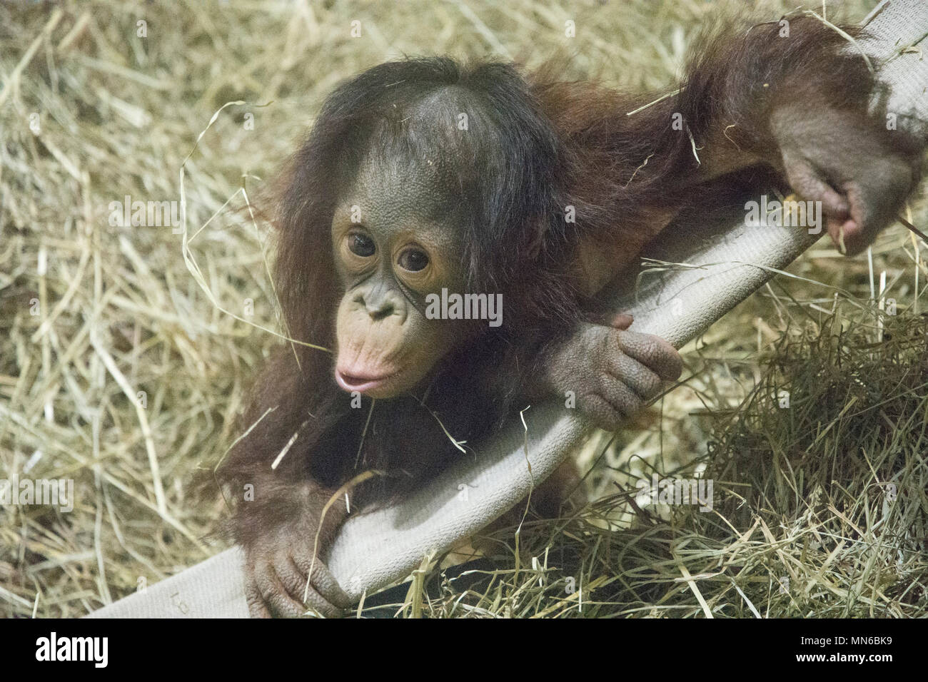 Orang-utan Redd bei 20 Monaten. "Redd ist der erste Bornesischen Orang-utan im Smithsonian National Zoo in 25 Jahren geboren. Er war Sept. 12, 2016 geboren zu m Stockfoto
