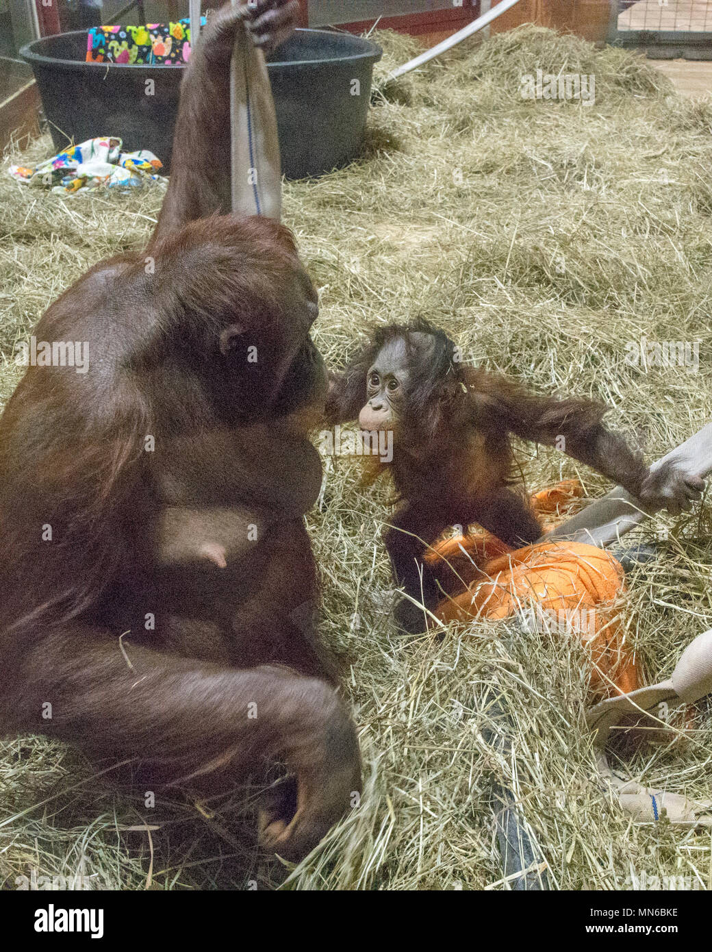 Orang-utan Redd, 20 Monate alt, mit seiner Mutter, Batang. "Redd ist der erste Bornesischen Orang-utan im Smithsonian National Zoo in 25 Jahren geboren. Er Stockfoto