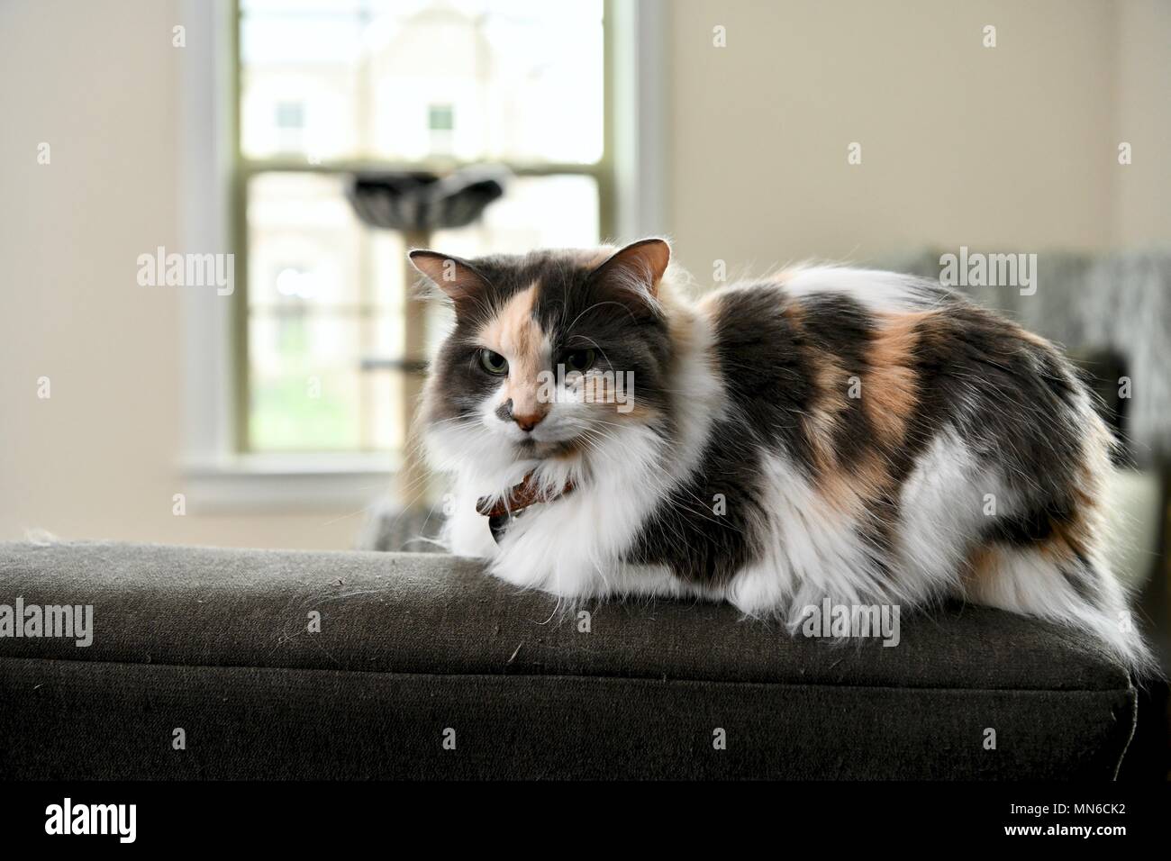 Cat Festlegung über dem Sofa Stockfoto