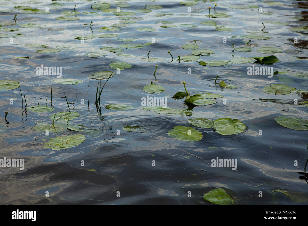Seerosen driften auf einem See Oberfläche in aftrnoon Licht Stockfoto
