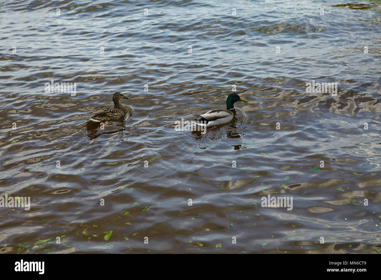 Paar Ducs in europäischen See Stockfoto